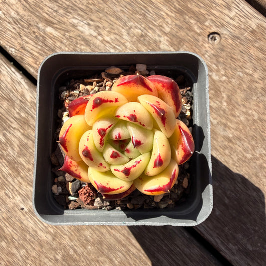 2810 Echeveria Agavoides Ebony (Fat Form)