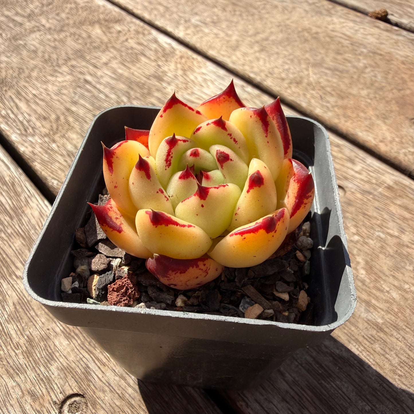 2810 Echeveria Agavoides Ebony (Fat Form)