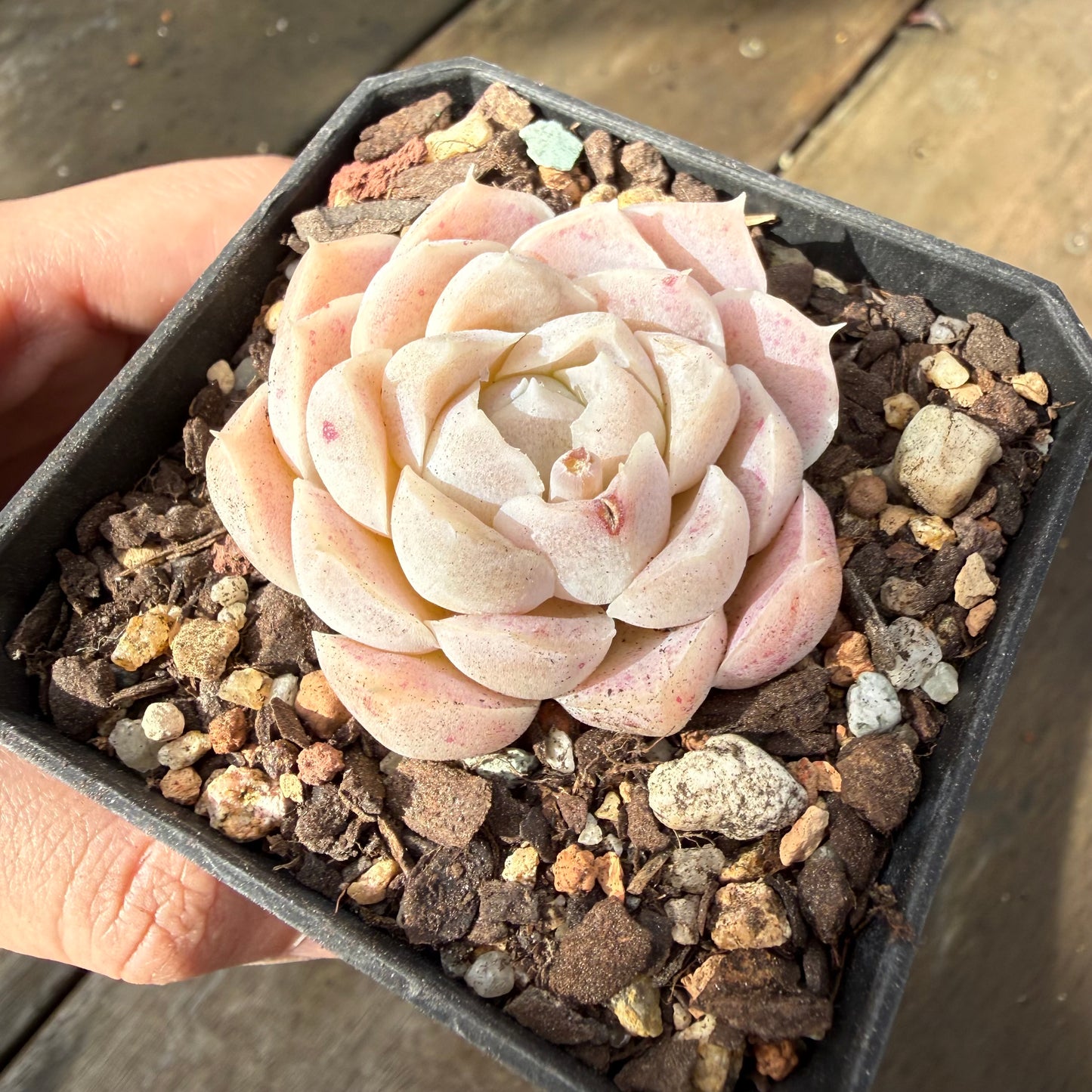 2810 Echeveria Elegans 'Cream Rose'
