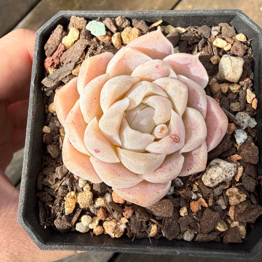 2810 Echeveria Elegans 'Cream Rose'