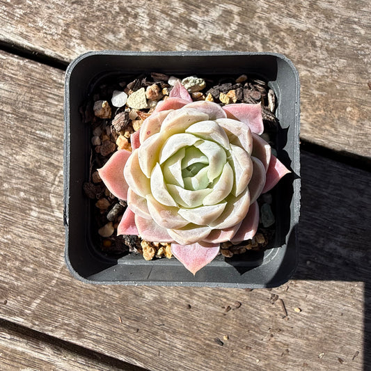 2810 Echeveria Elegans 'Pink Lady'
