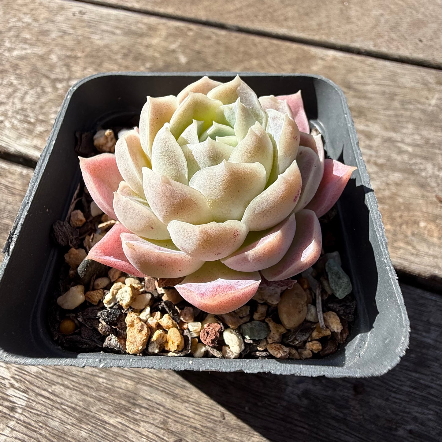 2810 Echeveria Elegans 'Pink Lady'