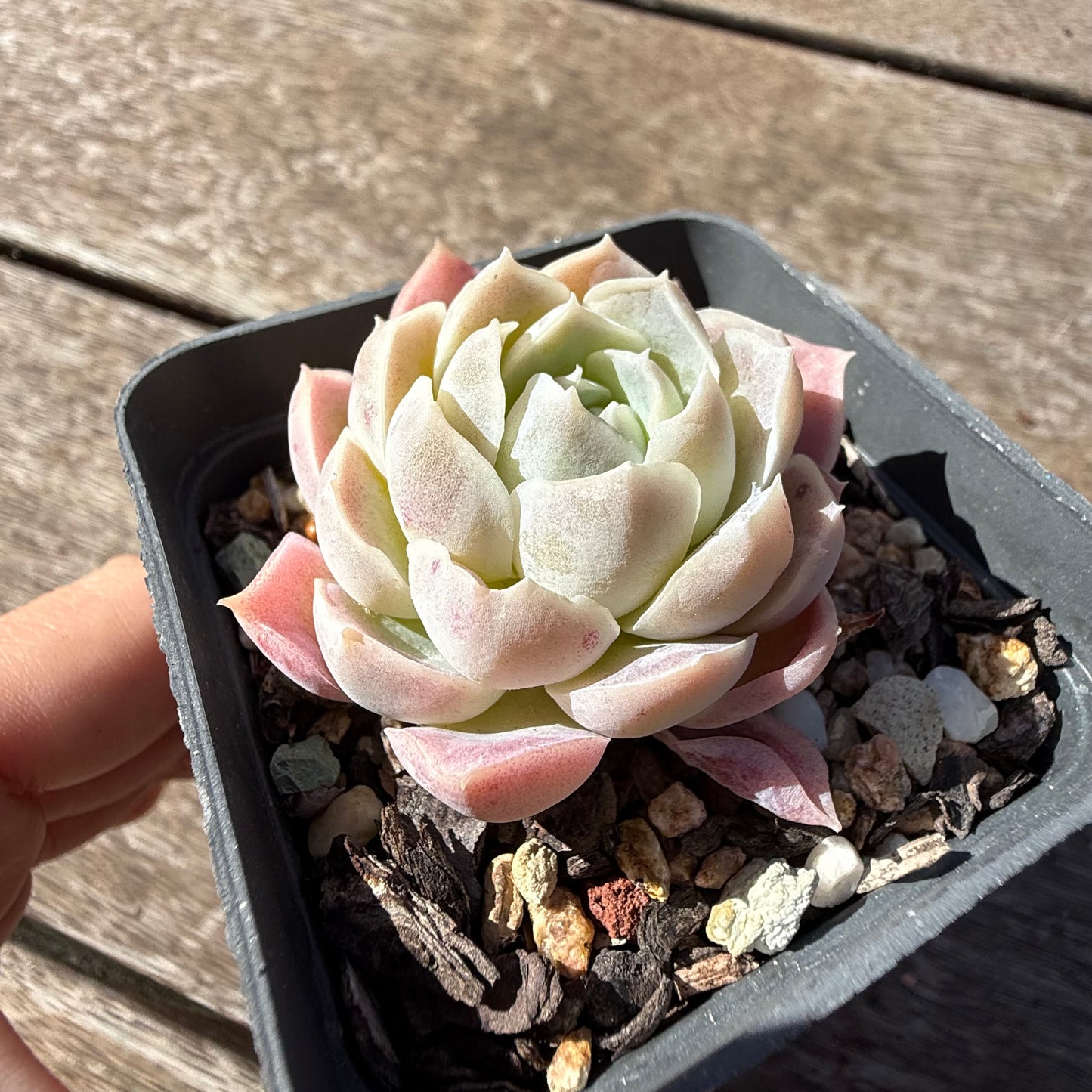 2810 Echeveria Elegans 'Pink Lady'