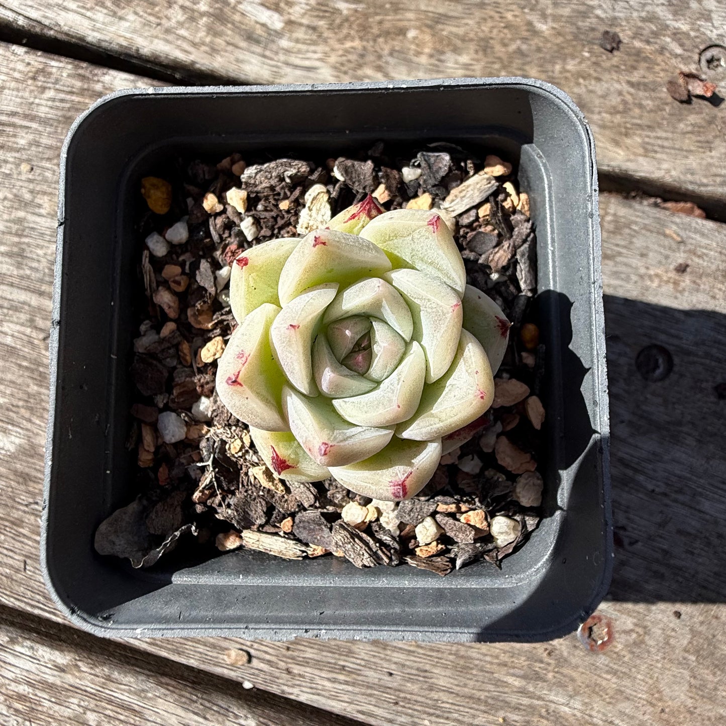 2810 Echeveria Malgan 'Little Prince' - Korean Form