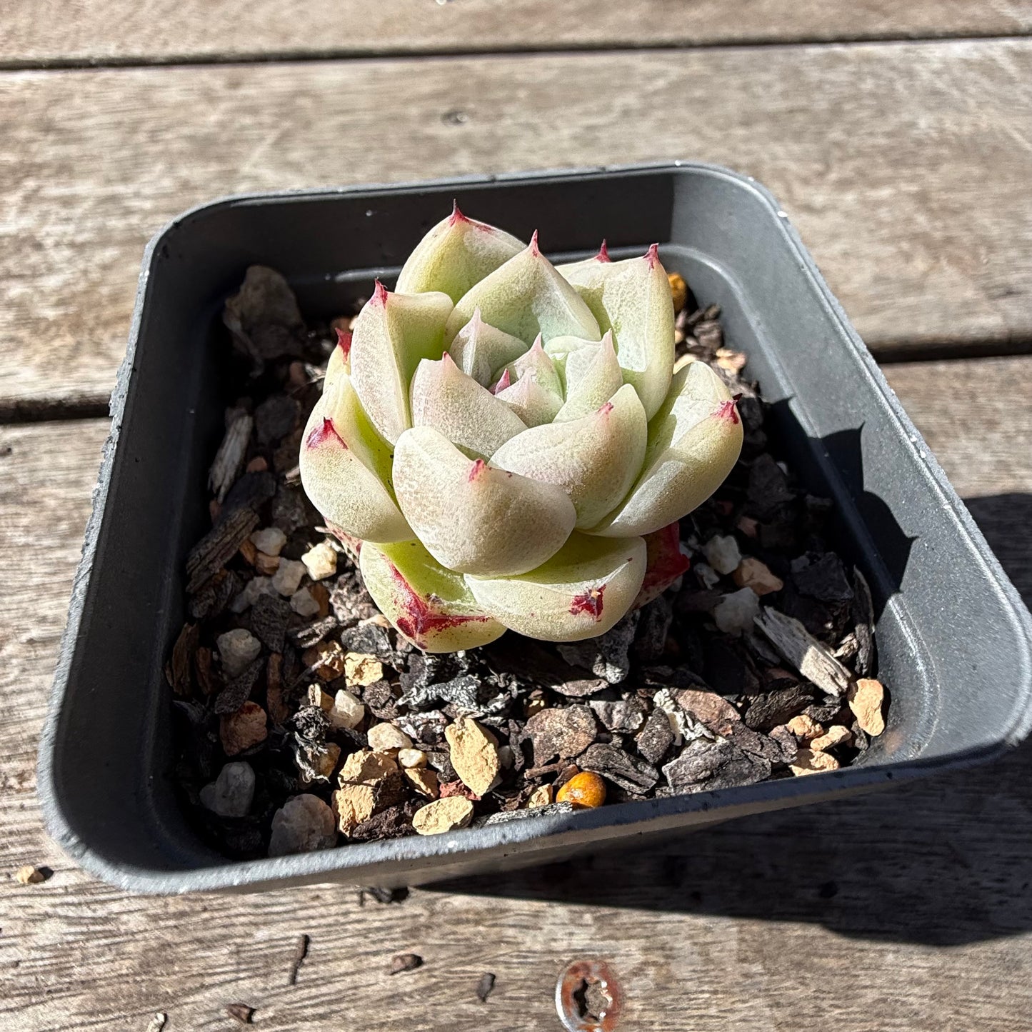2810 Echeveria Malgan 'Little Prince' - Korean Form
