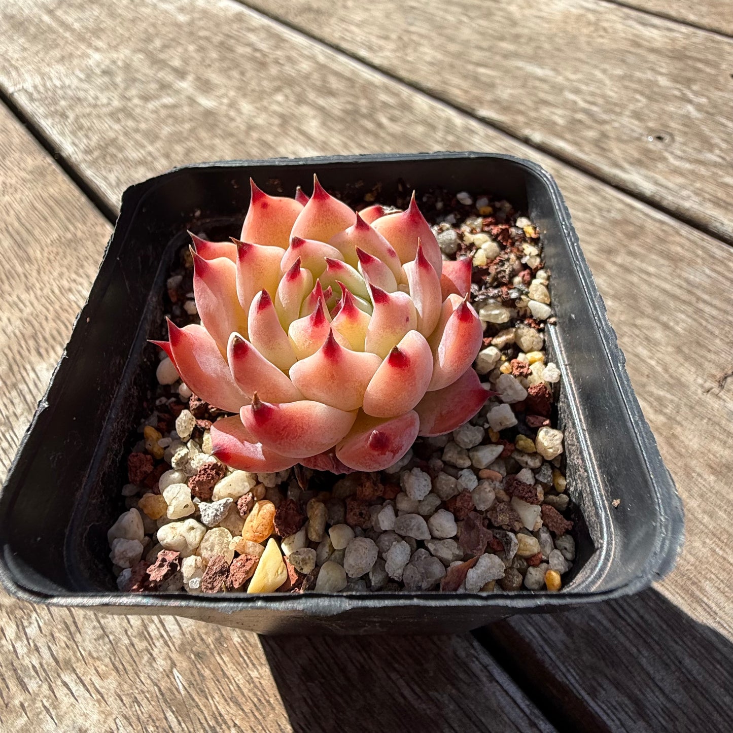 2810 Echeveria Peach Boy