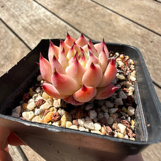 2810 Echeveria Peach Boy