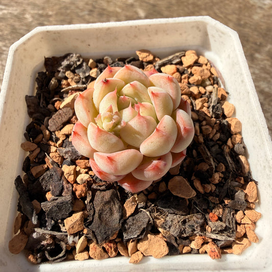 2810 Echeveria 'Pink Love'