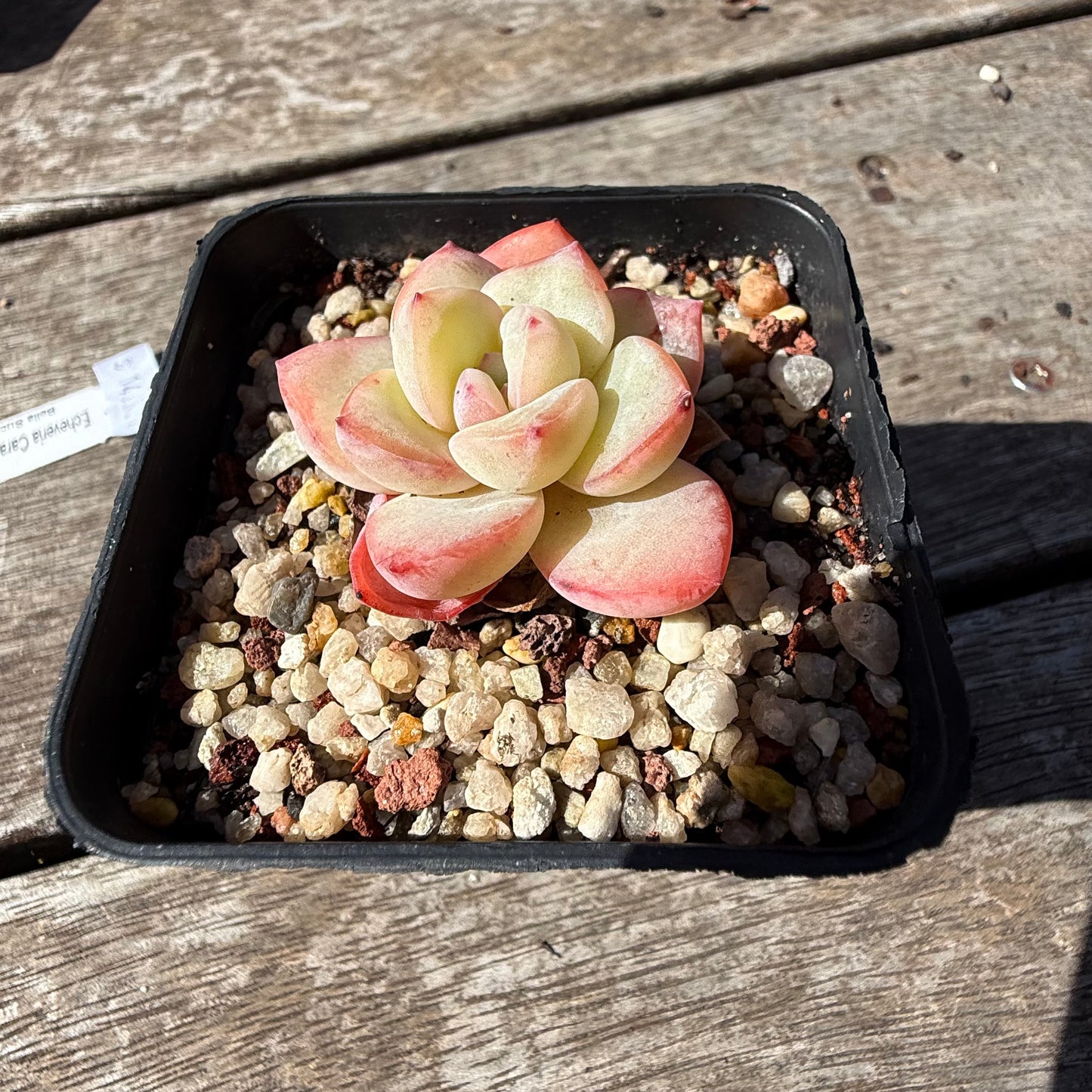 2810 Echeveria Strawberry Puff
