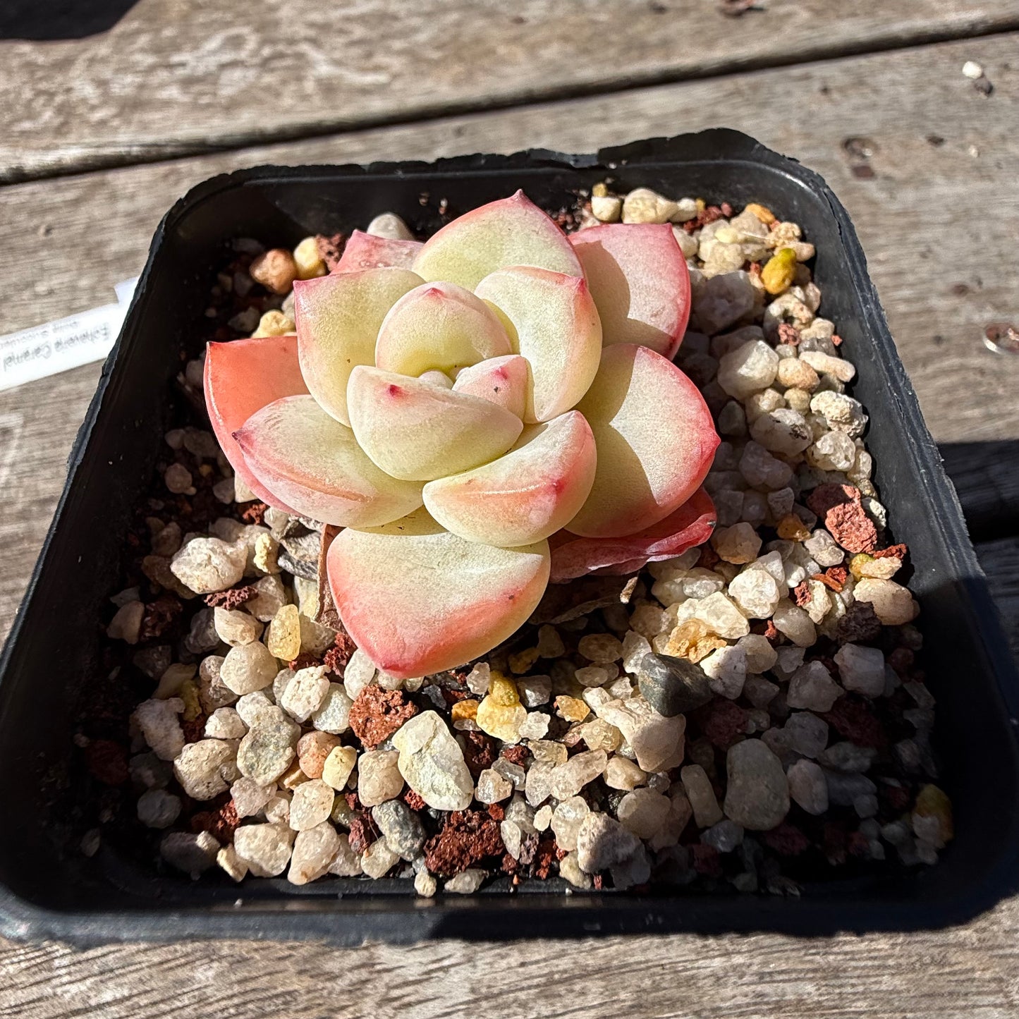 2810 Echeveria Strawberry Puff