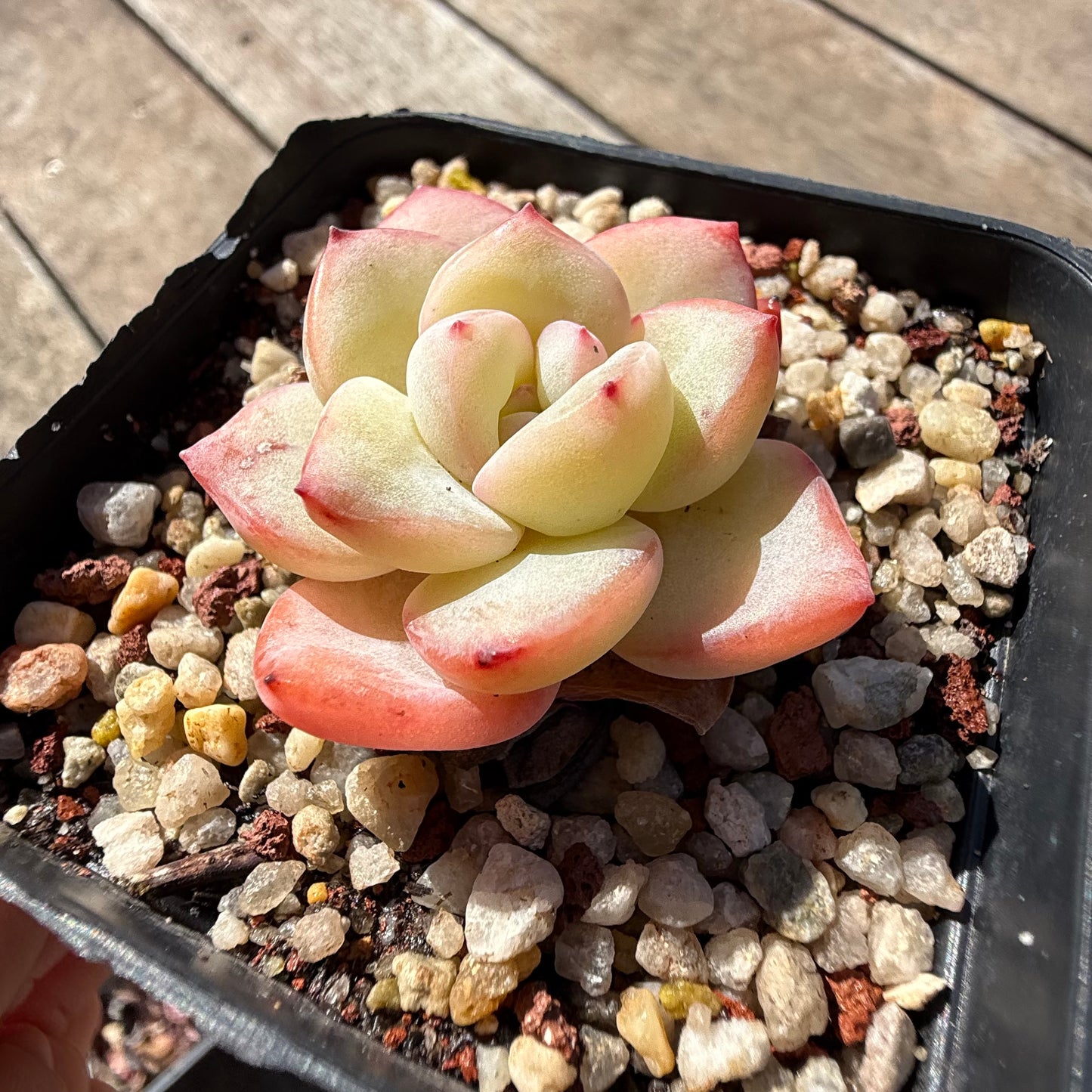2810 Echeveria Strawberry Puff