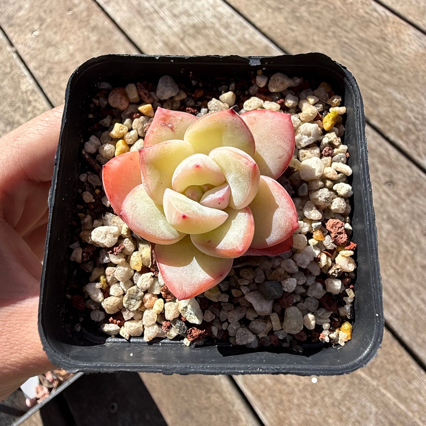 2810 Echeveria Strawberry Puff
