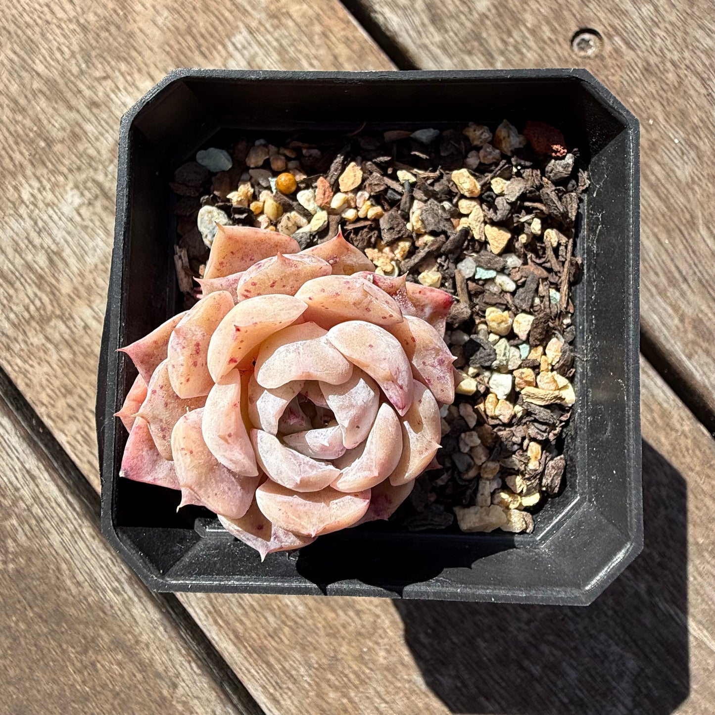 2810 Echeveria 'Amazing Grace' - Korean Form