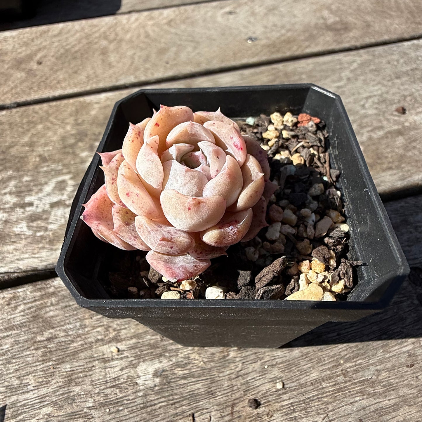 2810 Echeveria 'Amazing Grace' - Korean Form