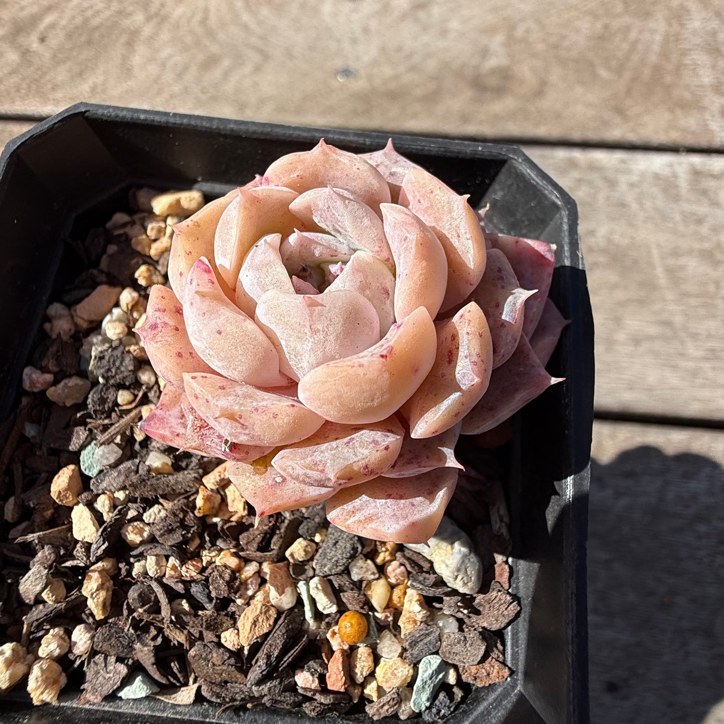 2810 Echeveria 'Amazing Grace' - Korean Form