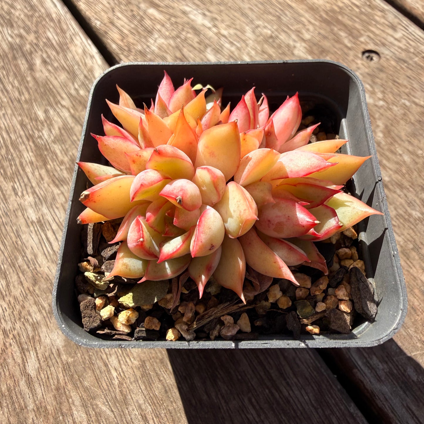 2810 Echeveria 'Lotus Lantern' (Multi)