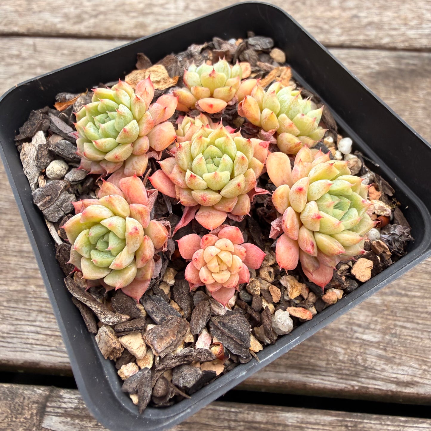 2810 Echeveria 'Marshmellow' (Multi)