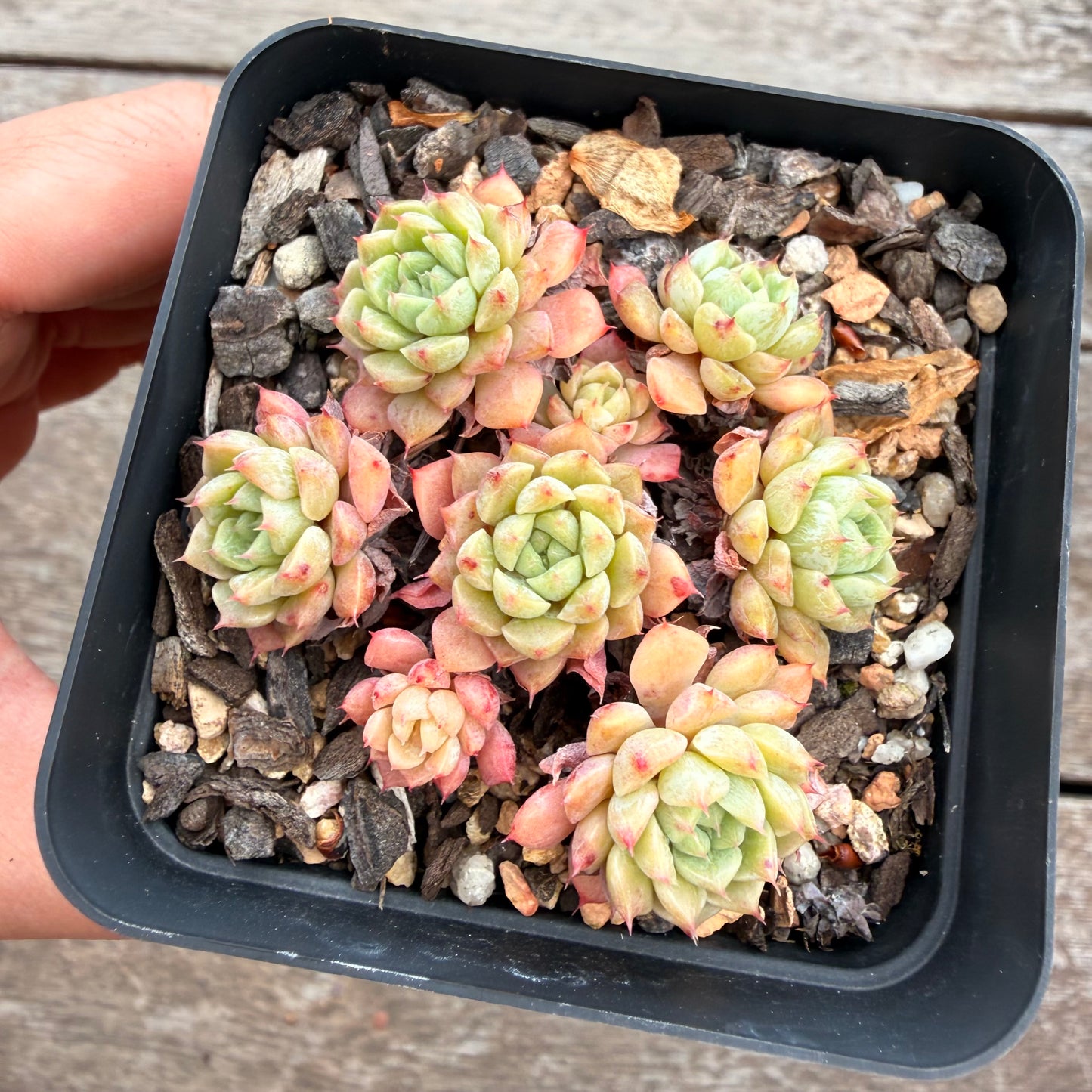 2810 Echeveria 'Marshmellow' (Multi)