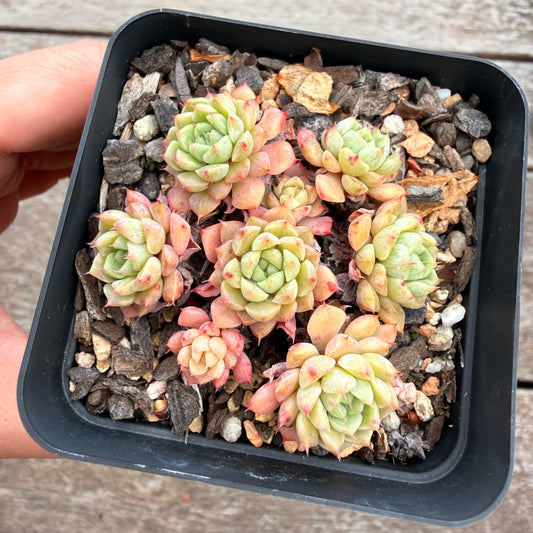 2810 Echeveria 'Marshmellow' (Multi)