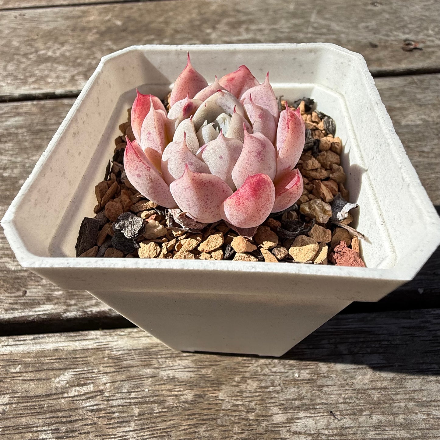 2810 Echeveria 'Peach Queen'