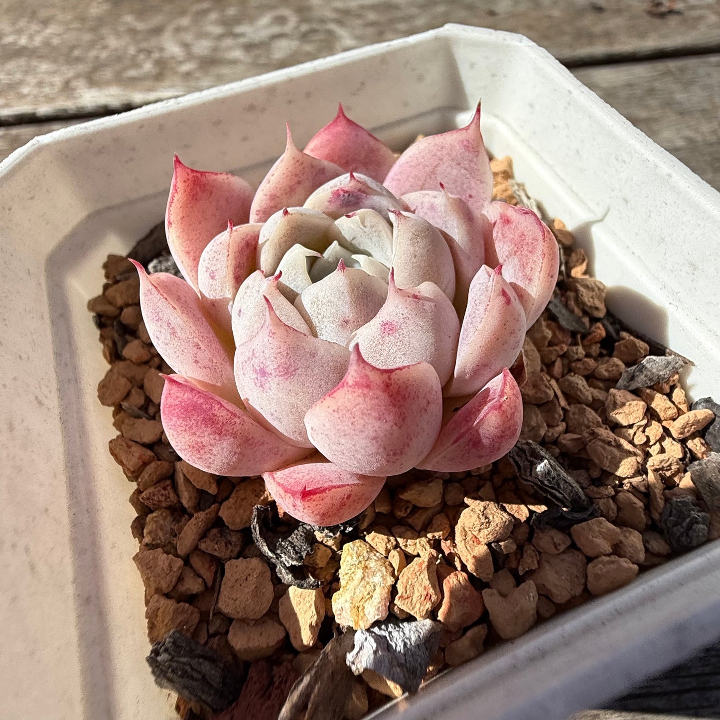 2810 Echeveria 'Peach Queen'