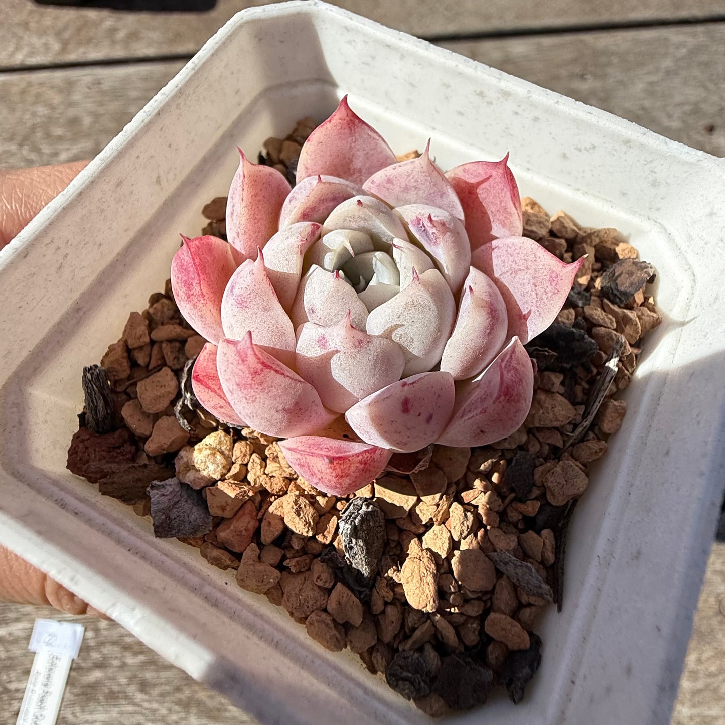 2810 Echeveria 'Peach Queen'