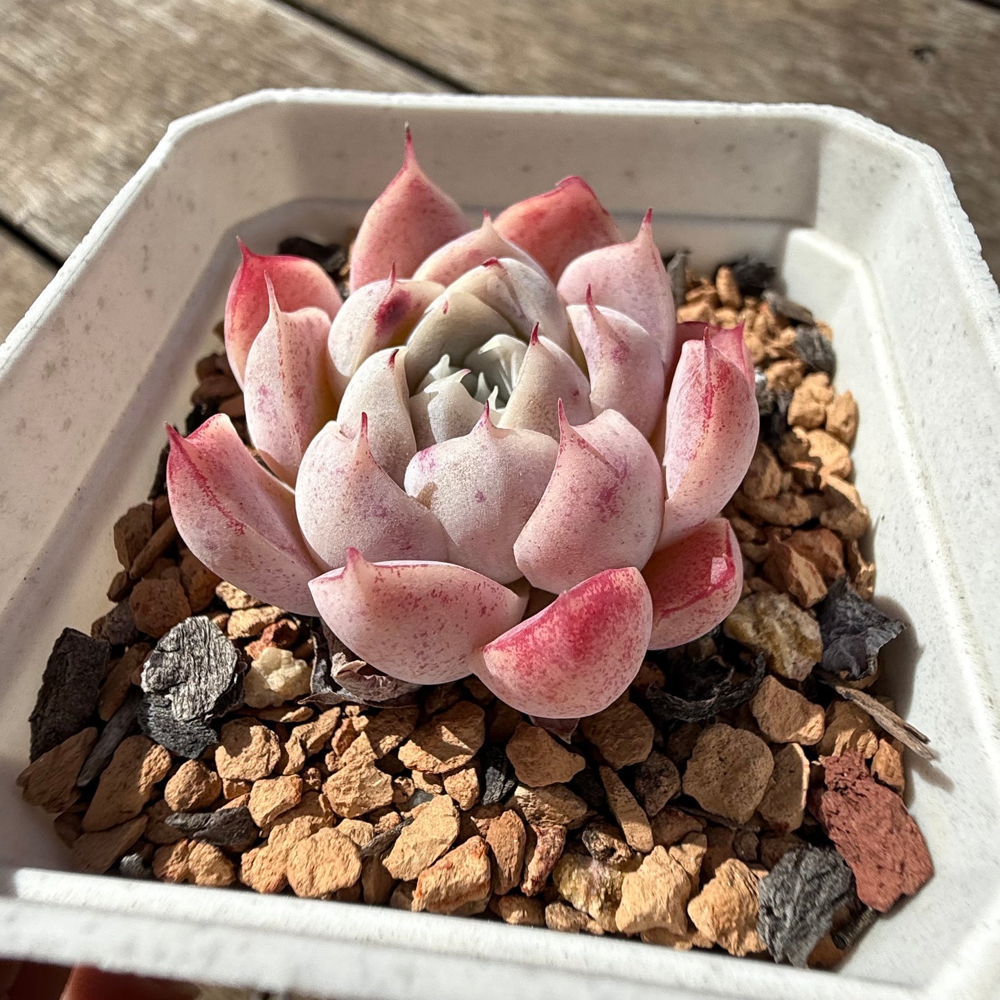 2810 Echeveria 'Peach Queen'