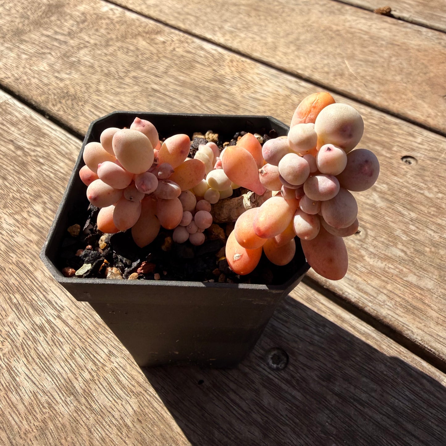 2810 Pachyphytum Baby Finger
