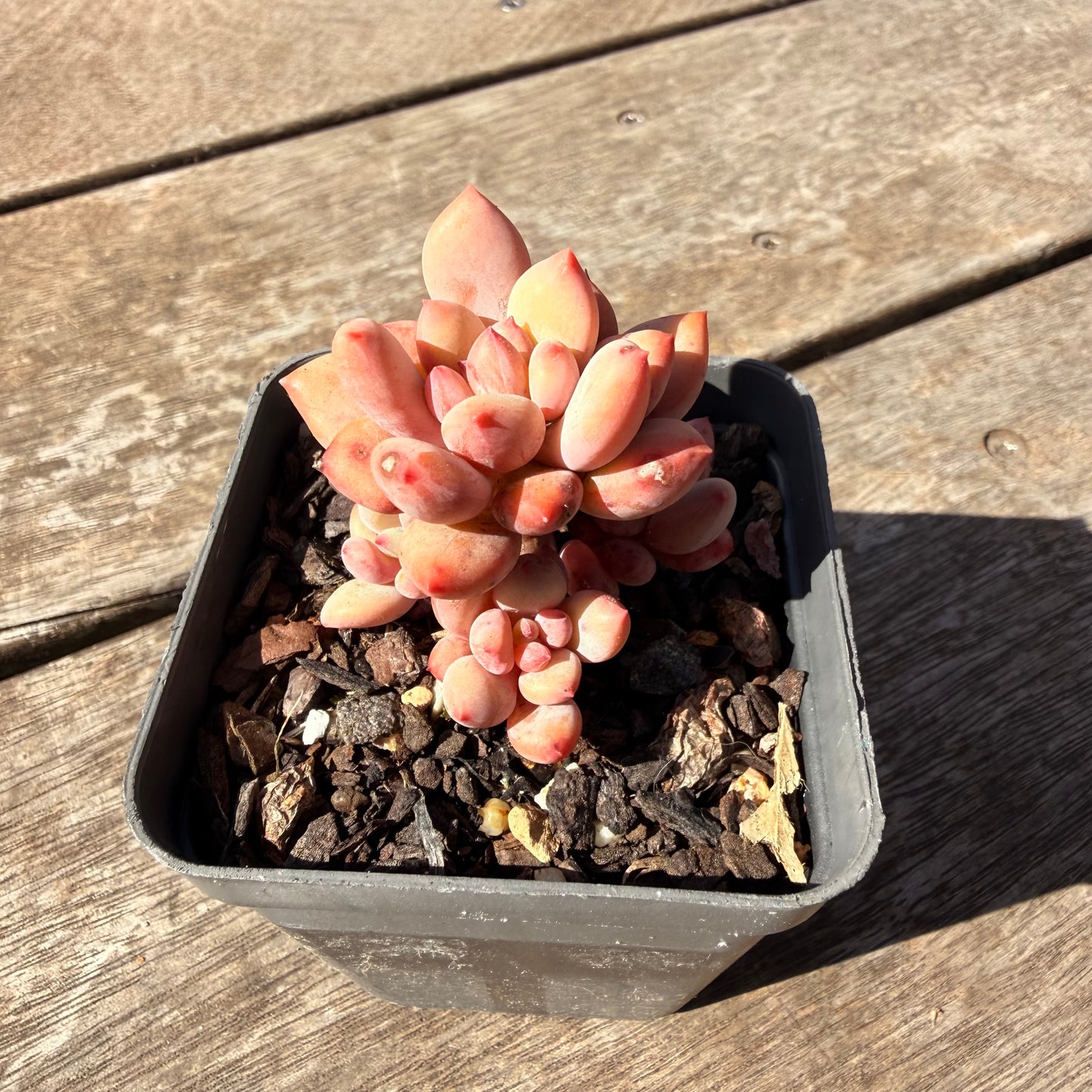 2810 Pachyveria Virgo