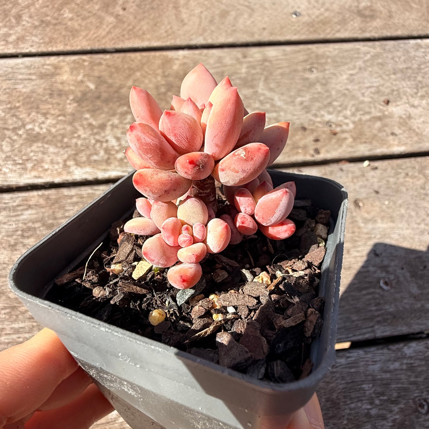 2810 Pachyveria Virgo