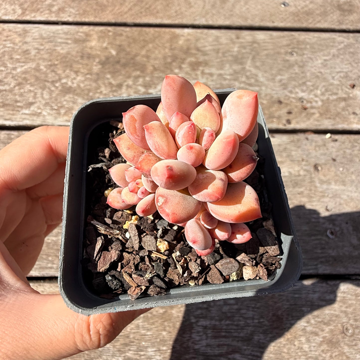 2810 Pachyveria Virgo