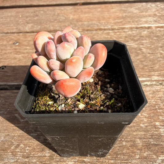 2810 Pachyveria Clavifolia