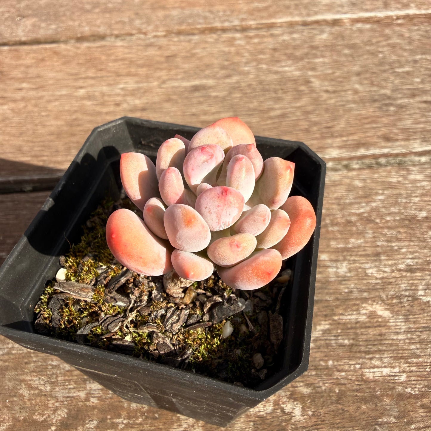 2810 Pachyveria Clavifolia