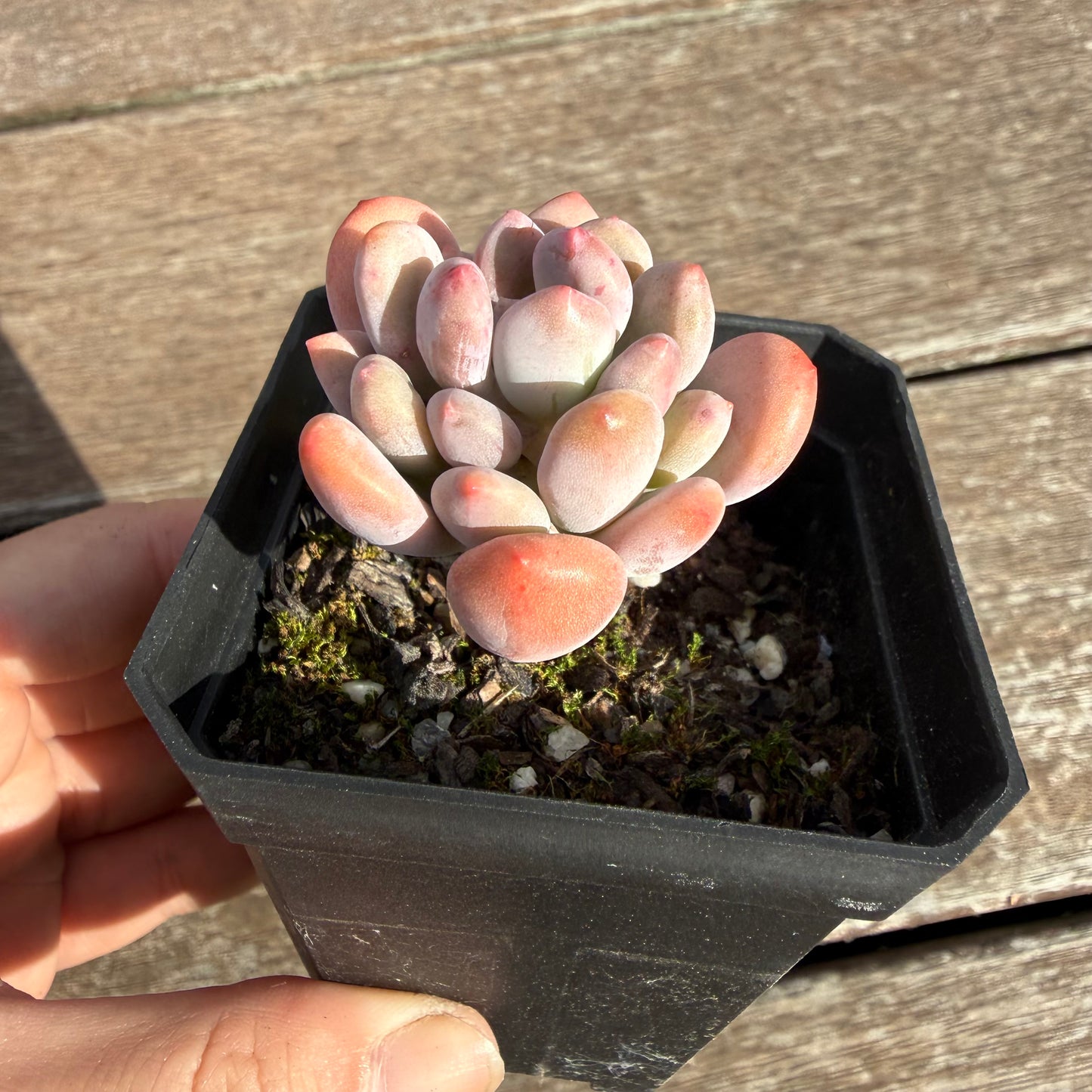 2810 Pachyveria Clavifolia
