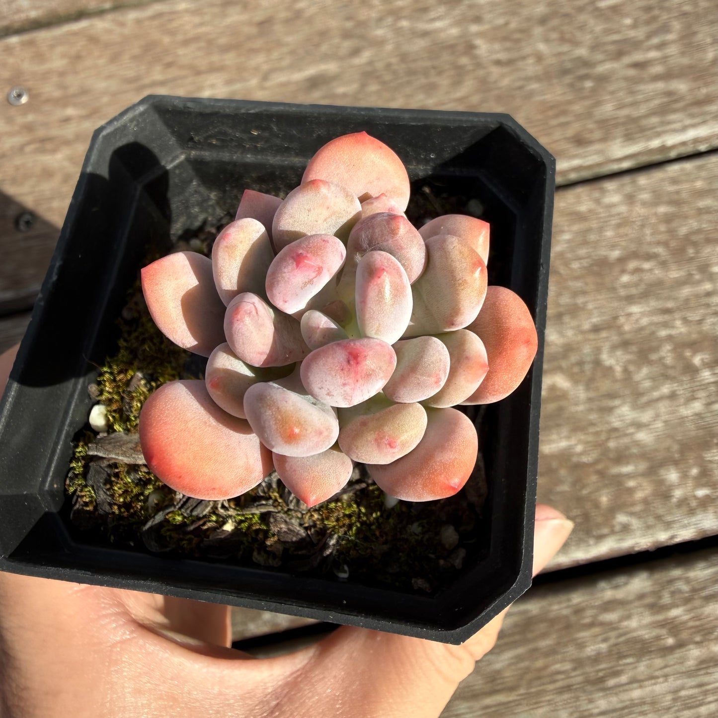 2810 Pachyveria Clavifolia