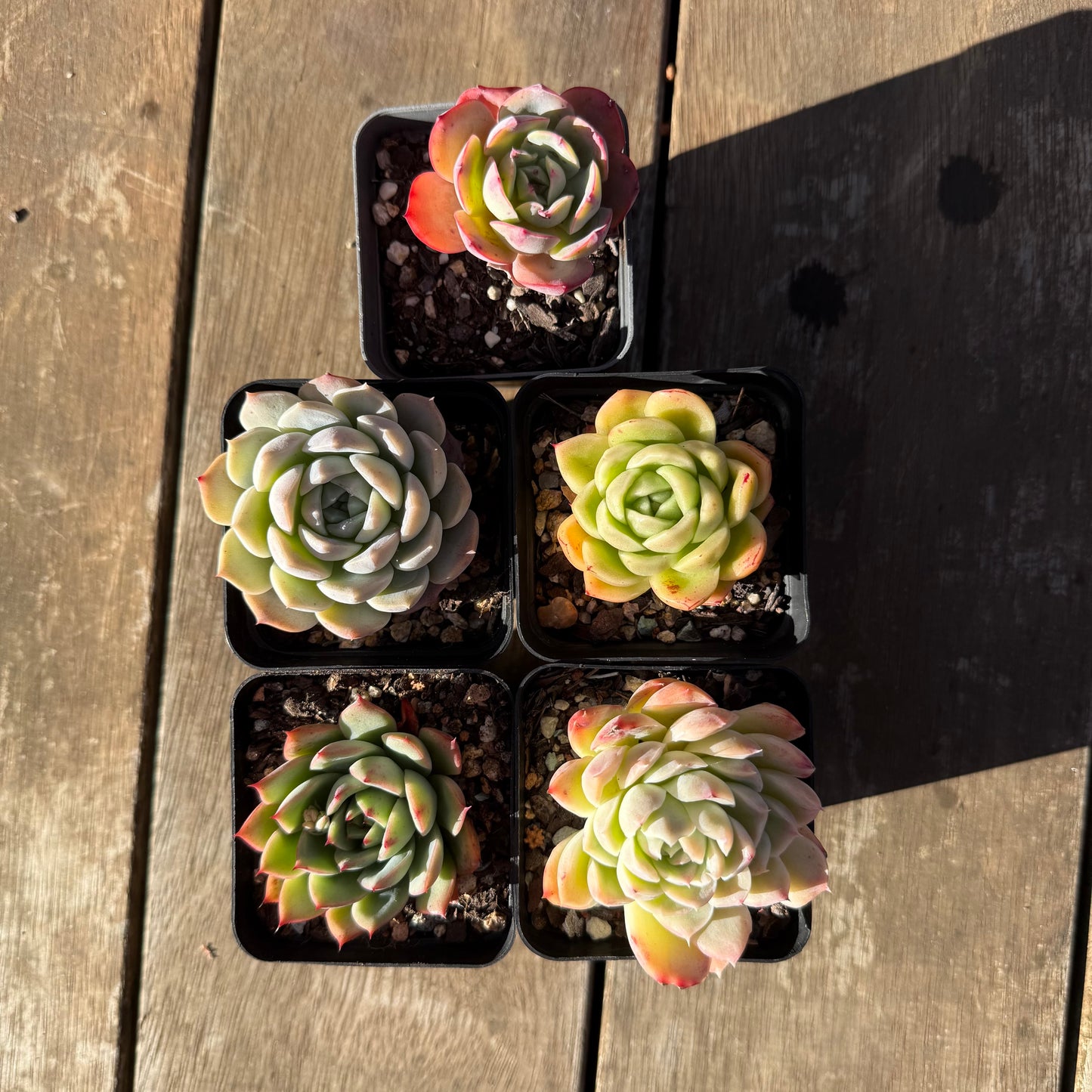 000 Succulent Value Pack [N1]