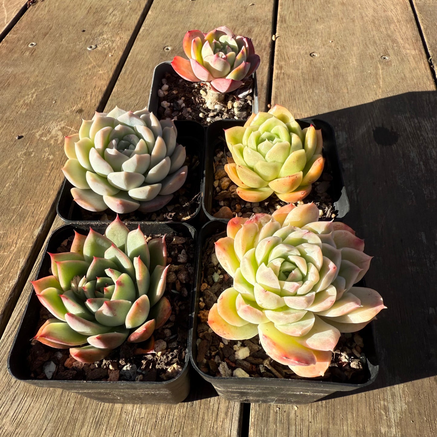 000 Succulent Value Pack [N1]