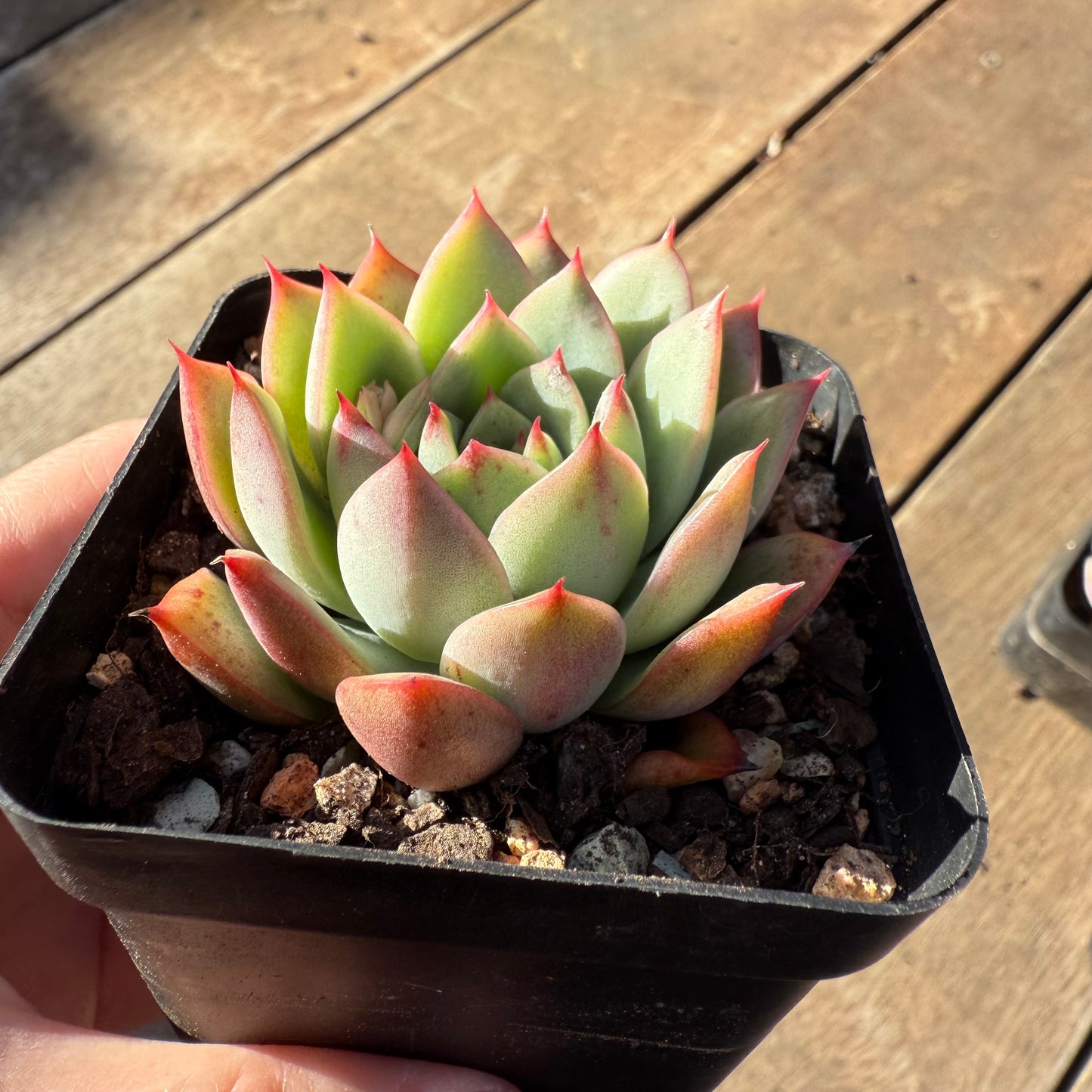 000 Succulent Value Pack [N1]