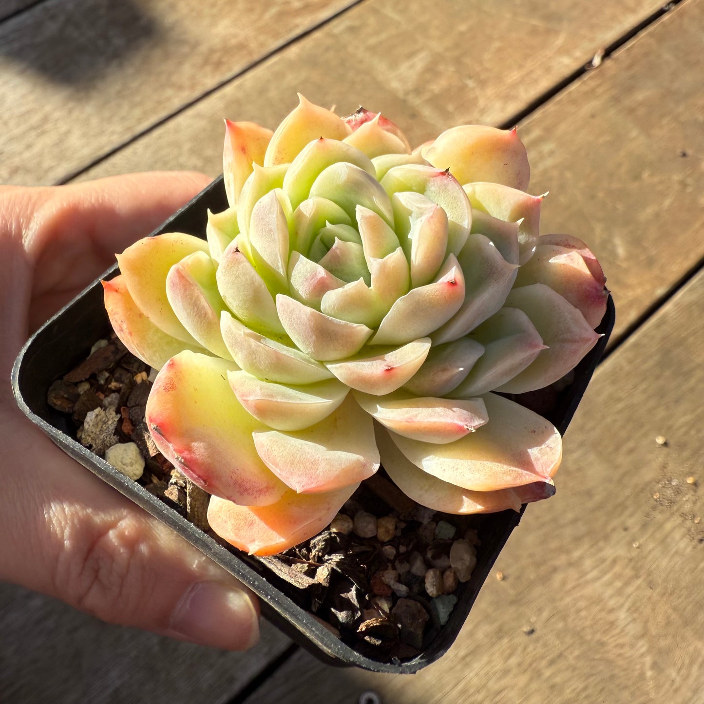 000 Succulent Value Pack [N1]