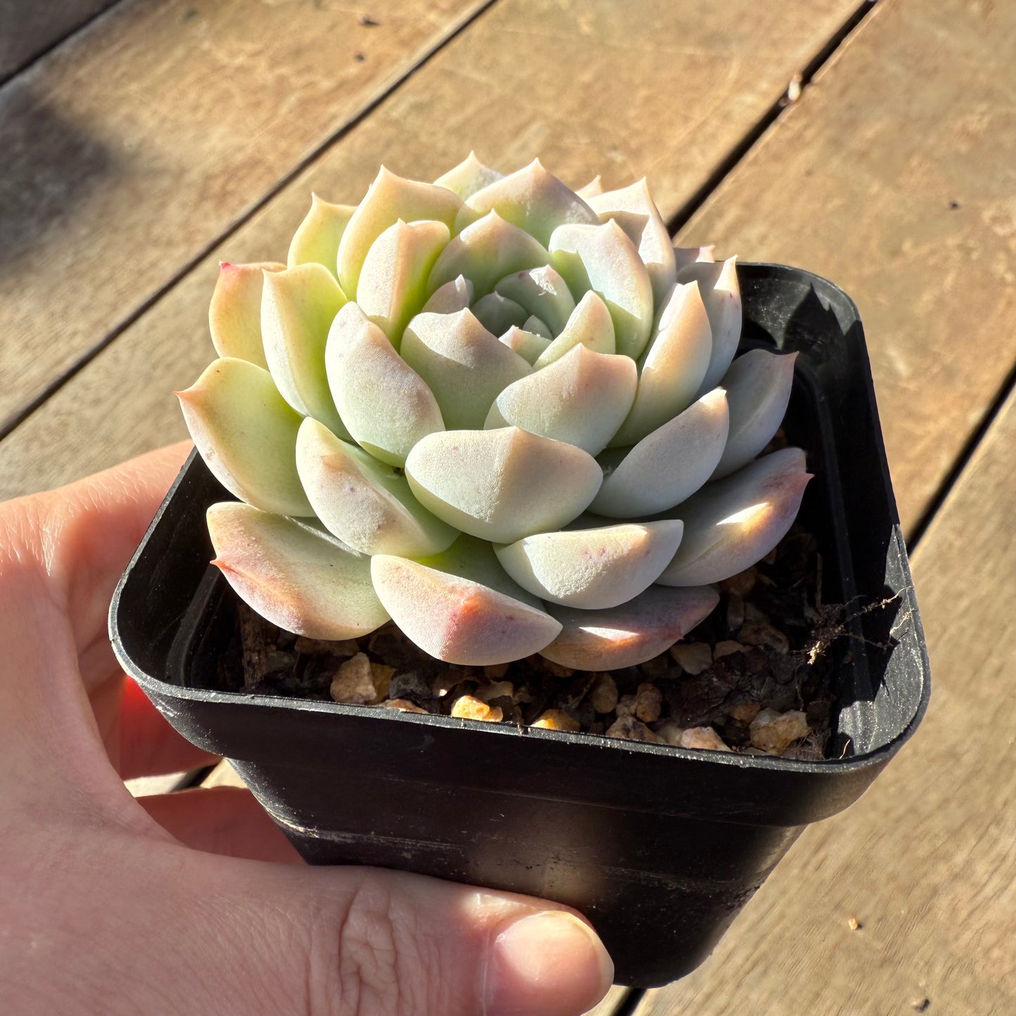 000 Succulent Value Pack [N1]