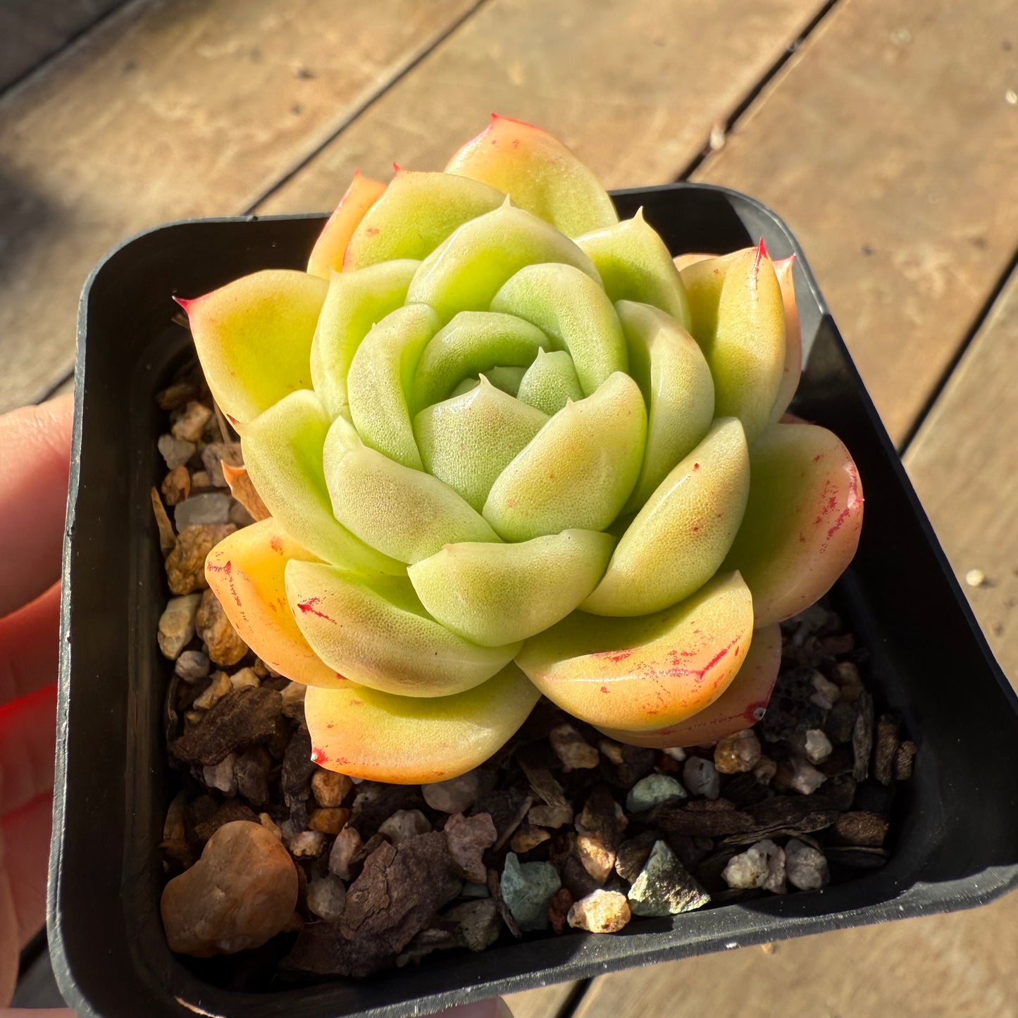 000 Succulent Value Pack [N1]
