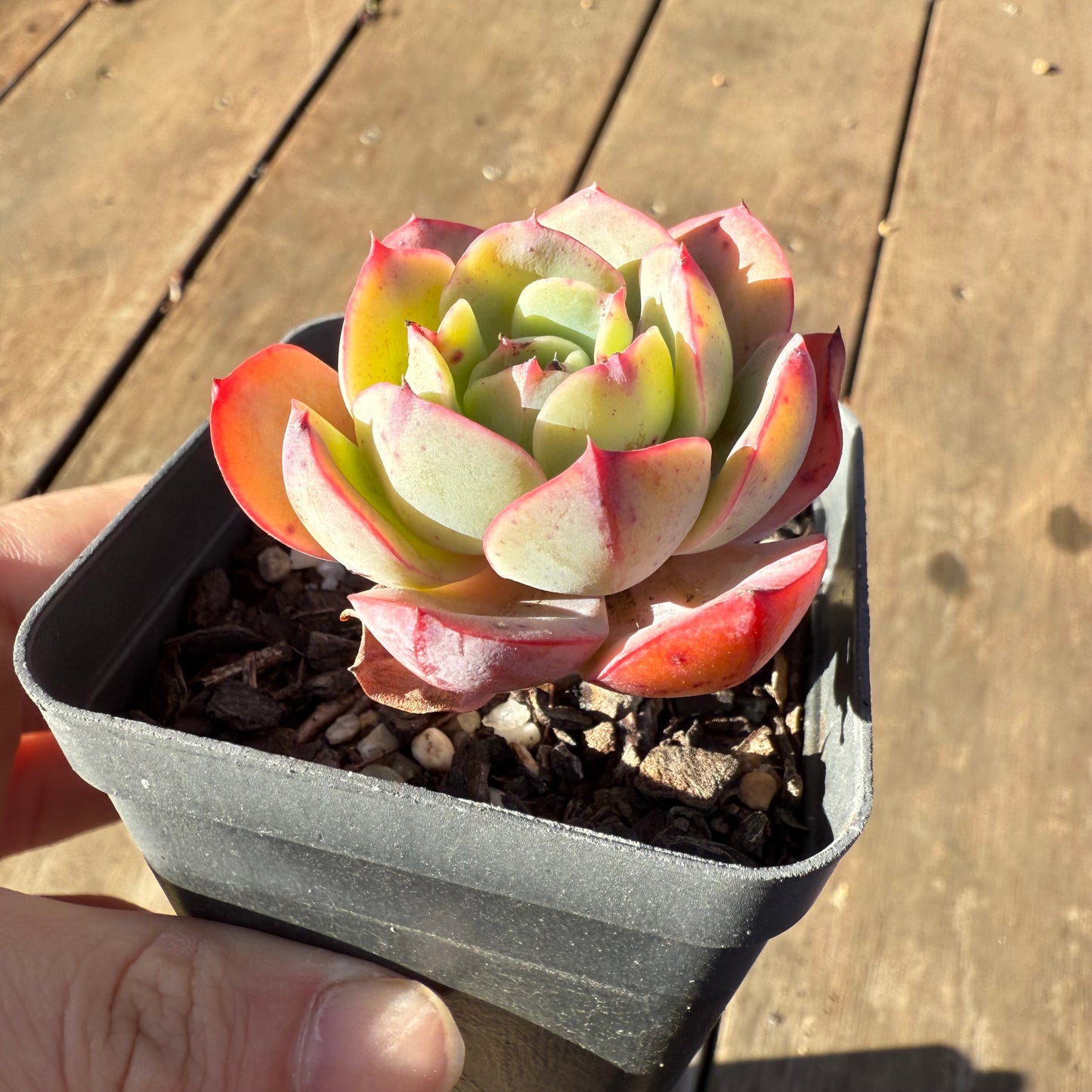 000 Succulent Value Pack [N1]