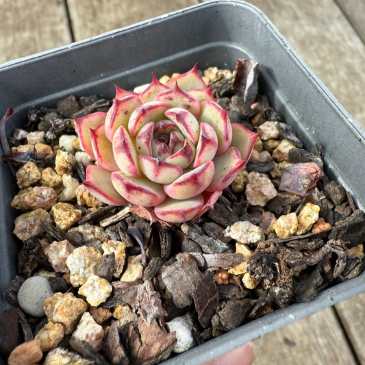 2907 Echeveria Chiok