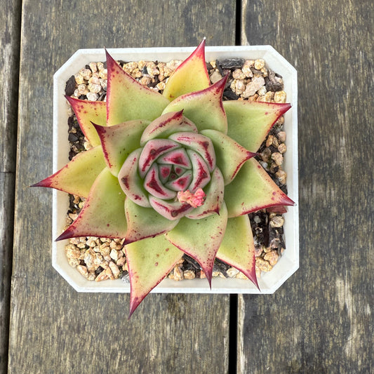 2907 Echeveria Ebony 'Starfish'