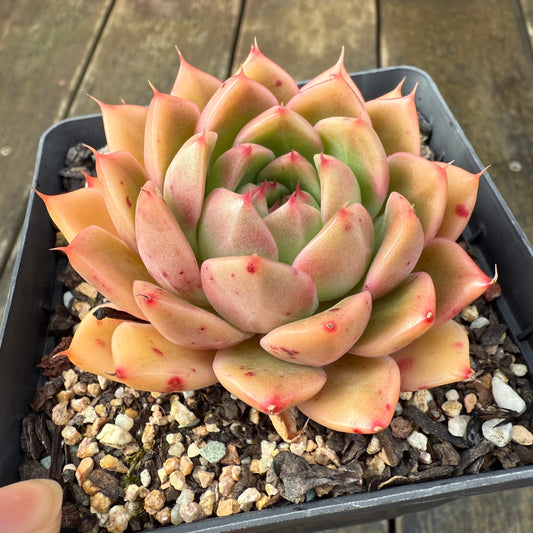 2907 Echeveria Malgan 'Apricot'