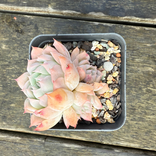 2907 Echeveria Pink Senura