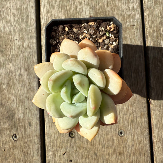 2907 Graptoveria White Horse