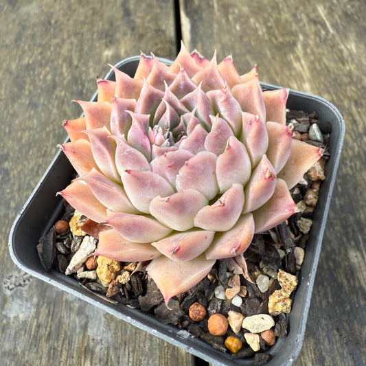 2907 Echeveria 'Ferris Wheel'