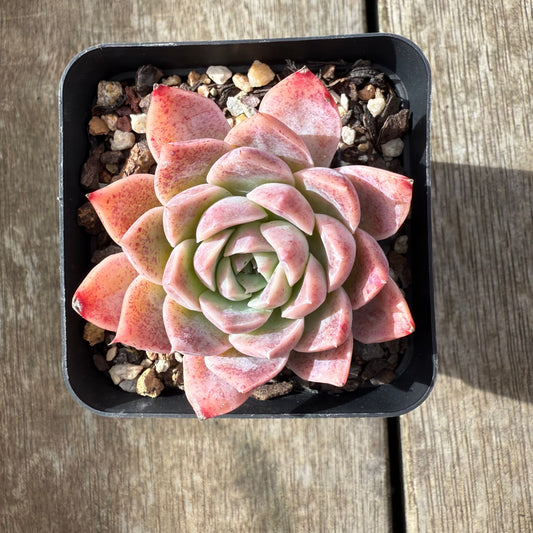 2907 Echeveria 'Sweet Bean'