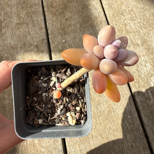 2907 Pachyphytum 'Egg Tart'